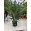 Yucca Elephantipes, juka, 150 cm