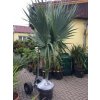 Sabal palmetto 240 cm