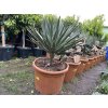Yucca gloriosa variegata 80 cm