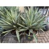 Yucca gloriosa variegata 80 cm