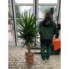 Yucca Elephantipes , juka, původ rostliny Španělsko. 160 cm