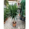 Yucca Elephantipes , juka, původ rostliny Španělsko. 160 cm