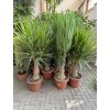 Yucca Elephantipes , juka, původ rostliny Španělsko. 160 cm