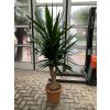 Yucca Elephantipes , juka, původ rostliny Španělsko. 160 cm