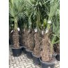 Trachycarpus fortunei, Výška 200 cm, kmen 70  cm