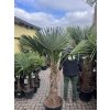 Trachycarpus fortunei, Výška 200 cm, kmen 70  cm