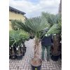 Trachycarpus fortunei, Výška 200 cm, kmen 70  cm