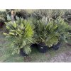 Chamaerops humilis vulcano, 120 cm