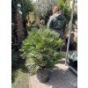 Chamaerops humilis vulcano, 160 cm