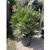 Chamaerops humilis vulcano, 160 cm