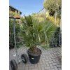 Chamaerops humilis vulcano, 160 cm