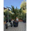 Chamaerops humilis vulcano, 160 cm