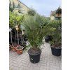 Chamaerops humilis vulcano, 160 cm