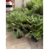 Chamaerops humilis vulcano, 120 cm