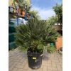 Chamaerops humilis vulcano, 160 cm
