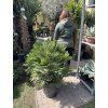 Chamaerops humilis vulcano, 160 cm
