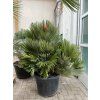 Chamaerops humilis vulcano, 160 cm
