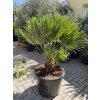 Chamaerops humilis vulcano, 120 cm