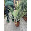 Nannorhops ritchiana, mrazuvdorná palma, původ palmy Španělsko. 60 cm