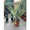 Nannorhops ritchiana, mrazuvdorná palma, původ palmy Španělsko. 60 cm