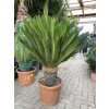 Cycas revoluta 100 cm