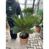 Cycas revoluta 110 cm