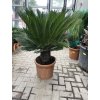 Cycas revoluta 100 cm