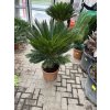 Cycas revoluta 100 cm