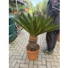 Cycas revoluta 110 cm
