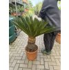 Cycas revoluta 100 cm