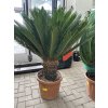 Cycas revoluta 100 cm