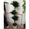 Dracaena Compacta, dracena, původ rostliny Španělsko. 125 cm