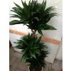 Dracaena Compacta, dracena, původ rostliny Španělsko. 125 cm