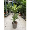 Dracaena Lemon Lime, dracena, původ rostliny Španělsko. 60 cm