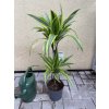 Dracaena Lemon Lime, dracena, původ rostliny Španělsko. 60 cm