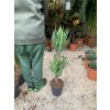 Yucca elegans 2 kmeny, juka, původ rostliny Španělsko. 100 cm