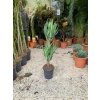 Yucca elegans 2 kmeny, juka, původ rostliny Španělsko. 100 cm