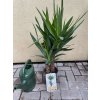 Yucca elegans 2 kmeny, juka, původ rostliny Španělsko. 100 cm