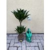 Dracaena compacta, dva kmeny,  65 cm