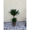 Dracaena compacta, dva kmeny,  65 cm