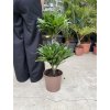 Dracaena compacta, dva kmeny,  65 cm