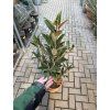 Magnolie grandiflora  140 cm