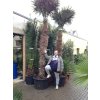 Trachycarpus fortunei, výška 350 cm, kmen 210 cm