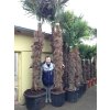 Trachycarpus fortunei, výška 350 cm, kmen 210 cm
