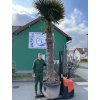Trachycarpus fortunei, výška 350 cm, kmen 210 cm