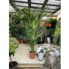 Howea Forsteriana 240 cm