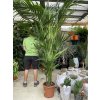 Howea Forsteriana 250 cm