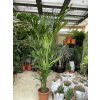 Howea Forsteriana 240 cm