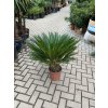 Cycas revoluta 70 cm