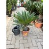 Cycas revoluta 70 cm